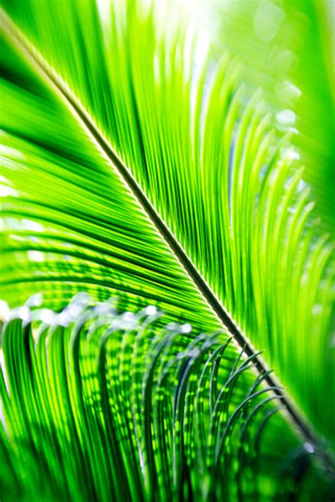 Palm Leaves Wallpaper Wallpapersafari
