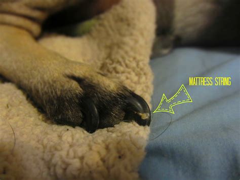 While claw disorders may seem relatively minor, they can be caused by serious infections or even major diseases like cancer. Dog Nail Injury - Goldenacresdogs.com