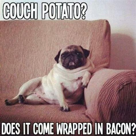Couch Potato Funny Dog Memes Funny Dogs Funny Animals Pug Meme Fat
