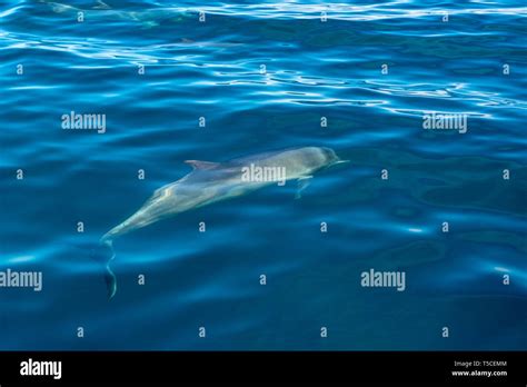 Dolphin Gulf Of California Mexico Stock Photo Alamy