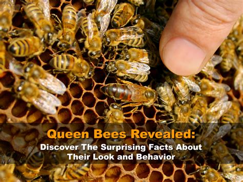 Queen Bees Revealed Discover The Surprising Facts About Their Look And