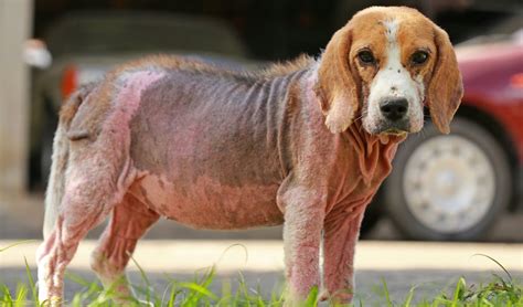 What Does A Skin Infection Look Like On A Dog
