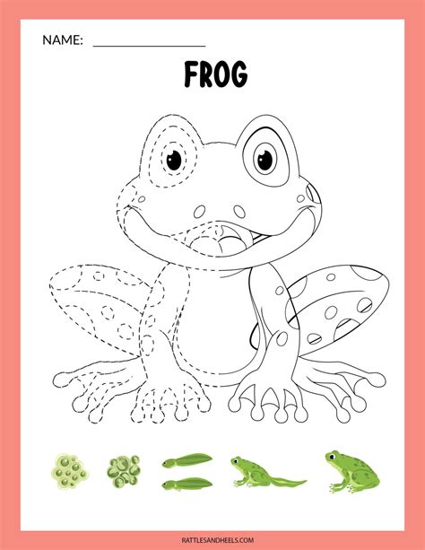Amphibians Worksheets For Children Loose Printables Blackevo