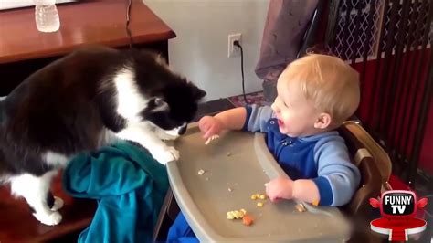 Cats Being Jerks Video Compilation 29 April 2015 Best Funny Tv