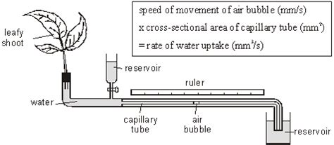 For a turgid plant cell water potential can be calculated using. Rozaini Othman (Guru Cemerlang Biologi): November 2009