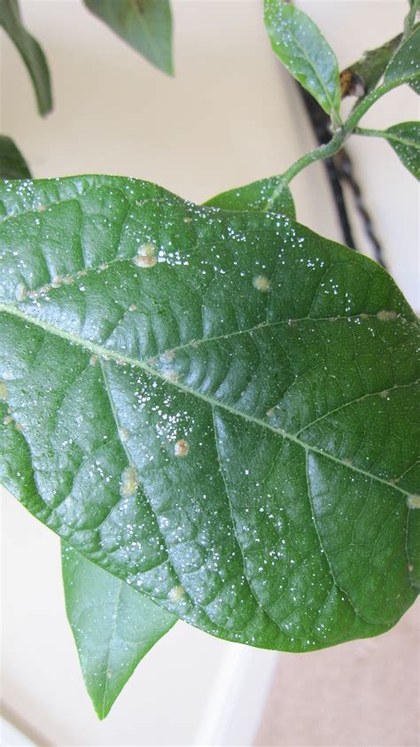 Leaves that are touching each other will form moisture between them, and thus they become more likely to contract wpm. My Avocado Leaves Have White And Brown Spots