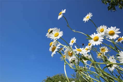 Free Images Landscape Nature Outdoor Branch Blossom Sky White