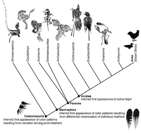 Infografías E Imágenes Sobre La Evolución De Las Aves