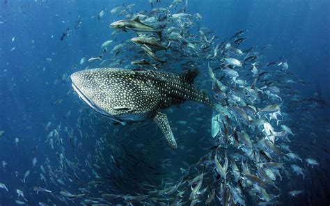 Download Wallpapers Whale Shark Sea Fish Sharks