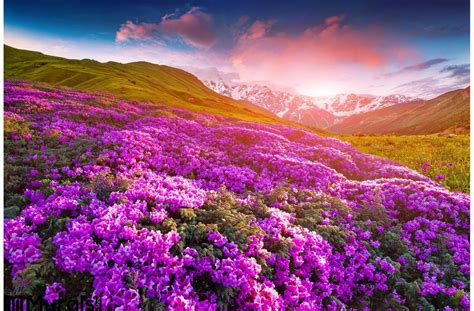 Magic Pink Rhododendron Flowers In The Mountains Summer Sunrise Wall Mural