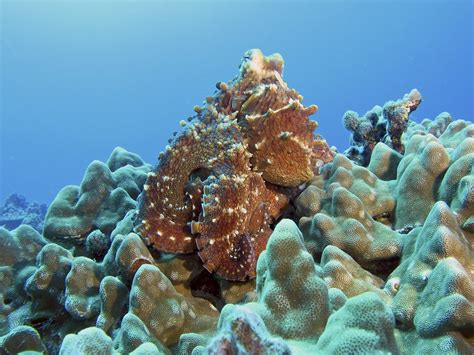 Hawaiian Day Octopus Kona Hawaii Flickr Photo Sharing