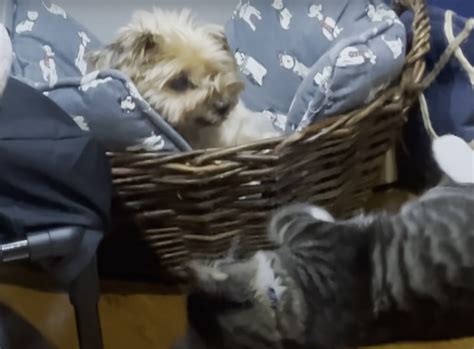 Grumpiest Yorkie Meets Annoying Cat Sibling Intrigued With Cartoons