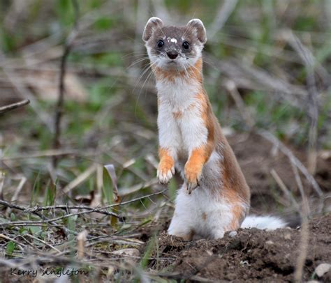 Long Tailed Weasel Focusing On Wildlife Animals Wild