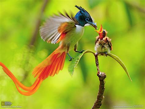 Asian Paradise Flycatchers Angelic Hugs