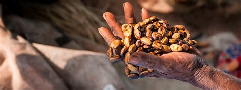 The Beginners Guide to Australian Bush Tucker & Native Foods You Can