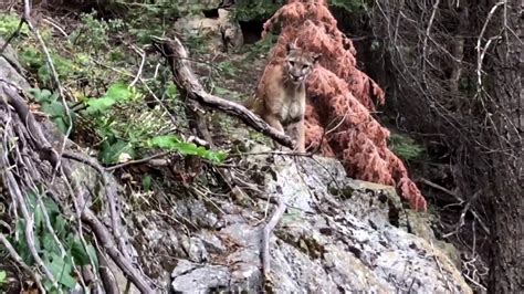 Mountain Lion Spotted In Sequoia National Park