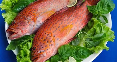 Ikan Yang Boleh Dimakan Penderita Asam Lambung Recommended