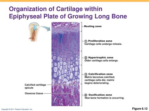 That is, the whole bone is alive. PPT - Bones and Skeletal Tissues PowerPoint Presentation ...
