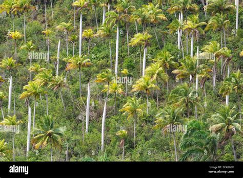 Hurricane Damaged Royal Palms Roystonea Regia Coconut Palm Cocos