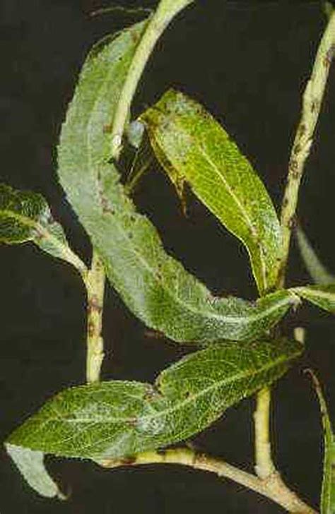 Willow Salix Spp Marssonina Leaf And Twig Spot