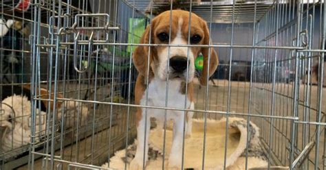 Fda Lab Animals Can Now Be Adopted Instead Of Euthanized