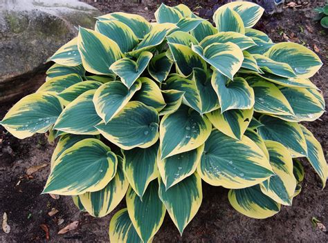 Hosta First Frost Spring Color Hostas Plants Plantain Lily