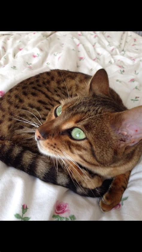 Bengals are, by nature, unmanageable. Our Bengal, Marley, has been missing since 16/05/16 in the ...