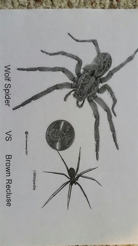 Wolf Spider Vs Brown Recluse Size Wolf Spider Brown Recluse Zoology