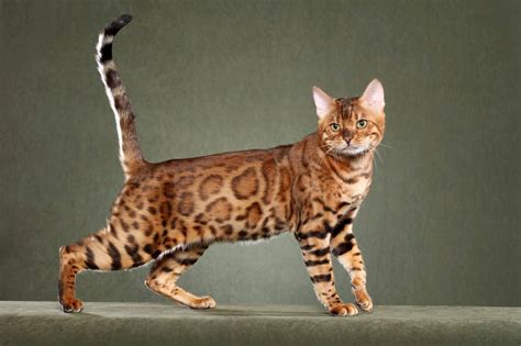 Seven Small But Important Things To Observe In What Does A Bengal Cat