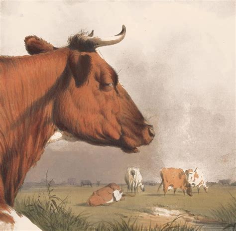 Thomas Sidney Cooper Resting Bull Lithograph For Sale At 1stdibs
