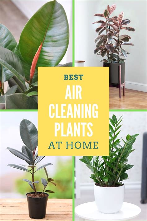 While there are many plants that are marketed as 'indoor plants,' all plants are native to being outside in some realm says horton. Best Air Cleaning House Plants in 2020 | Creative ...