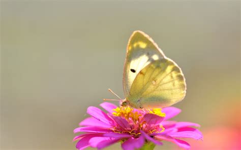 We did not find results for: Yellow butterfly on pink flower wallpapers and images ...