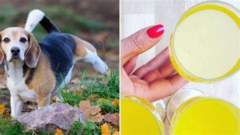 Woman Claims Drinking Dog Urine Cleared Her Acne In Viral Video Allure