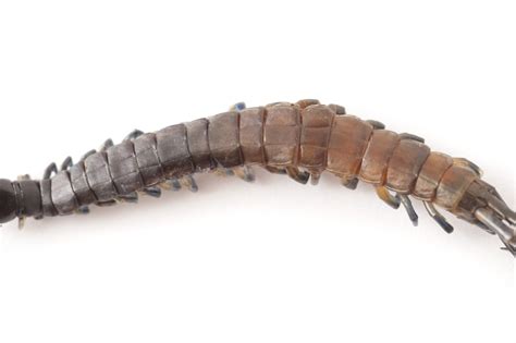 Free Stock Image Of Centipede Body Up Close