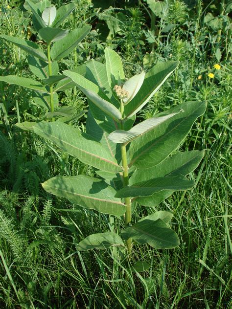 Incarnata (swamp or pink) and a. Asclepias syriaca | Control in Road
