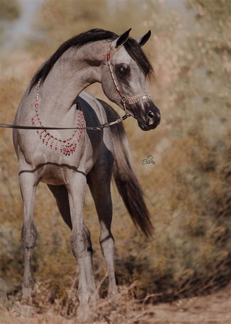 Majestic Mara Swf Arabian Horses Of Stonewall Farm