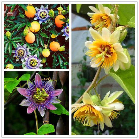 Check spelling or type a new query. Egrow 50pcs/pack passiflora incarnata seeds home garden ...