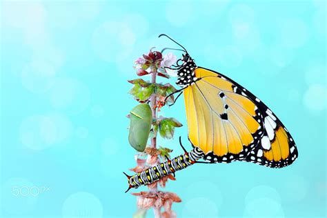Metamorphosis Mustafa Ozturk Caterpillar Fluture Butterfly Insect