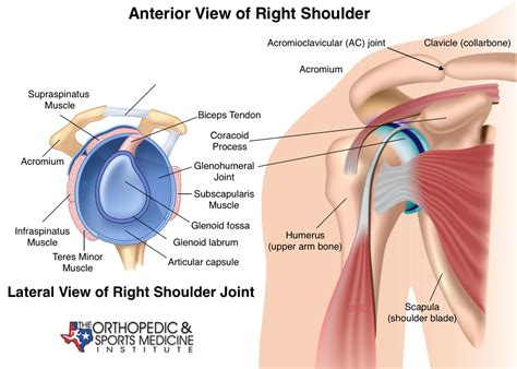 The rotator cuff is a collection of muscles and tendons that surround the shoulder, giving it support and allowing a wide range of motion. shoulder-joint-anatomy-2-glenhumeral - The Orthopedic ...