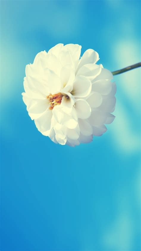 Spring Flower Iphone 5 Wallpaper Hd Free Download
