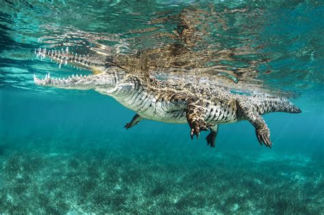 Saltwater Crocodile Saltwater Crocodile Underwater Photography