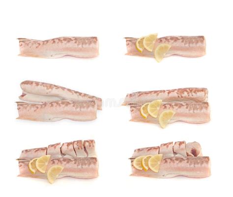 Fish King Clip Collection Stock Image Image Of Close 19930855