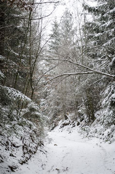 Winter Forest Free Stock Photo Public Domain Pictures