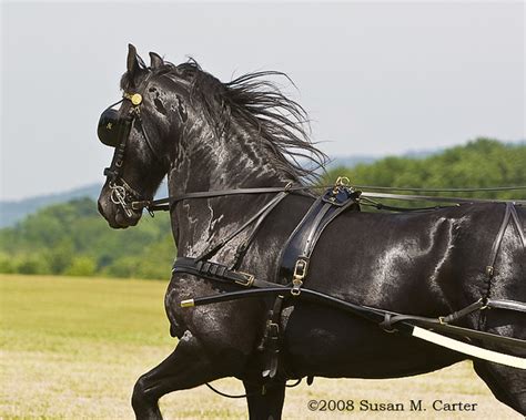 Friesian Carriage Horse Friesian In Harness Location Vir Flickr
