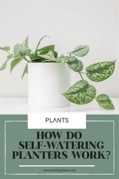 How Do Self Watering Planters Work Paisley Plants