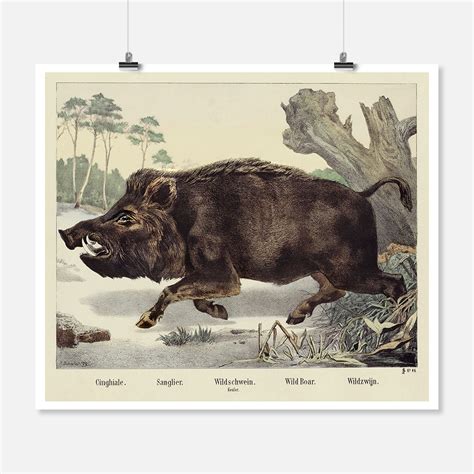 Wild Boar Animal Poster Tofujoe