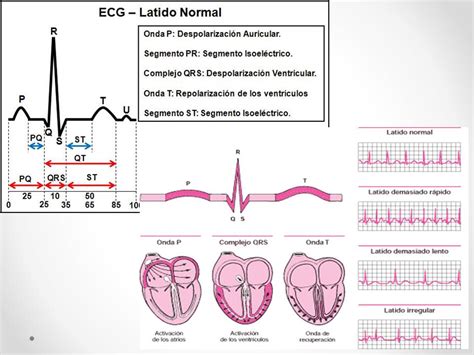 Fisiología Básica Electrocardiograma Normal