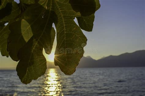 Mesmerizing Detail Of Sun Rays Filtering Through A Fig Leaf At Sunset