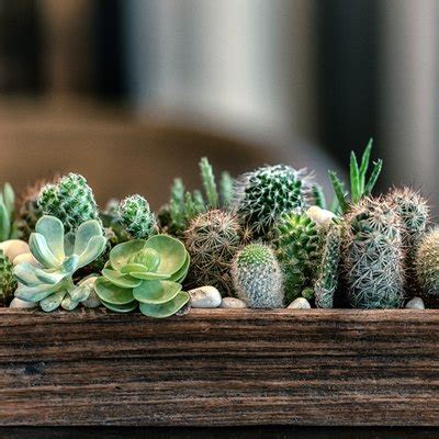 Well i see many people making posts about the cactus farms that they grow 1cactus every 1min so my idea is it make cactu's grow <<time>> faster. Growing Cactus | Hunker