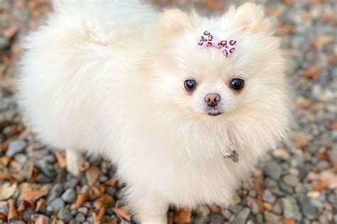 Teacup Pomeranian Rasinformatie En Ultieme Verzorgingsgids Hond Eventnl